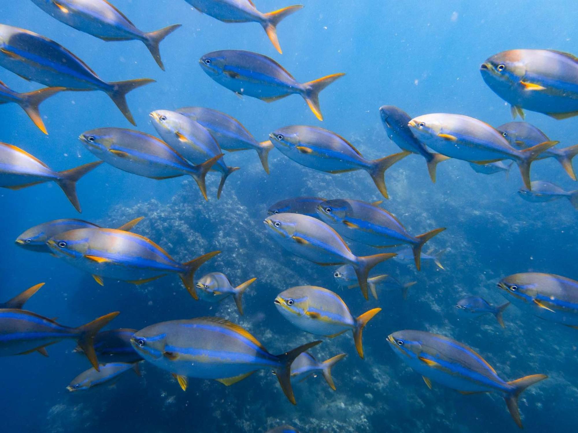 Sealion Dive Center Hotel Topolobampo Bagian luar foto