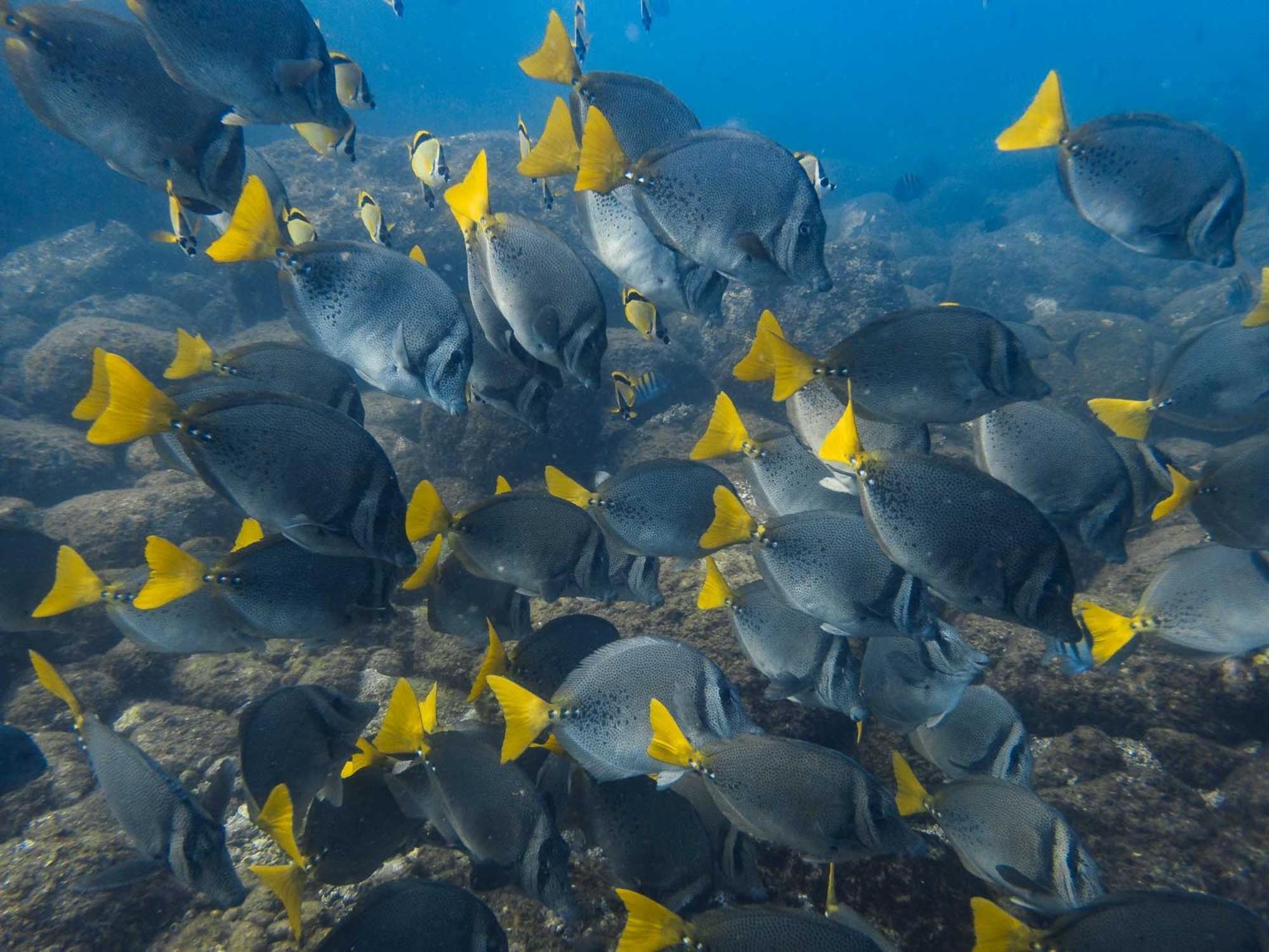Sealion Dive Center Hotel Topolobampo Bagian luar foto
